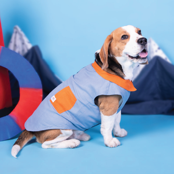 Happy dog in comfortable Dog Togs clothing
