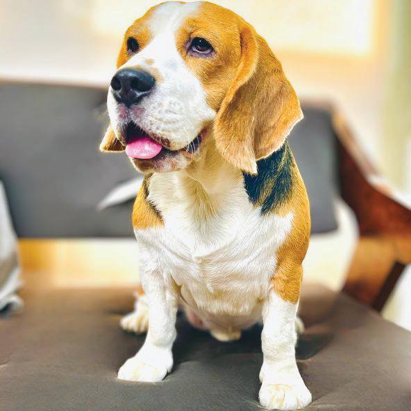 Milo, Dog Togs Brand Ambassador