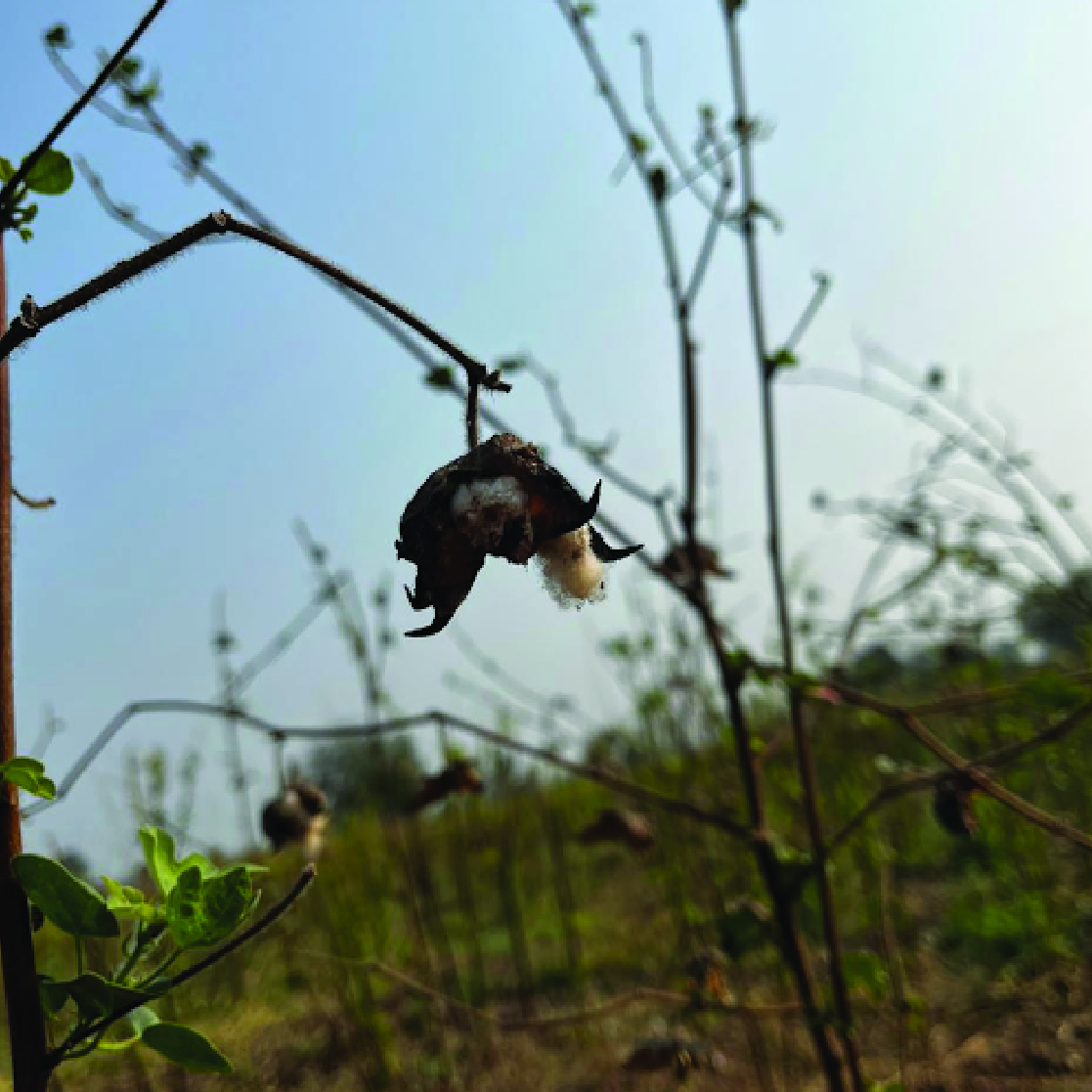 Sustainable sourcing process